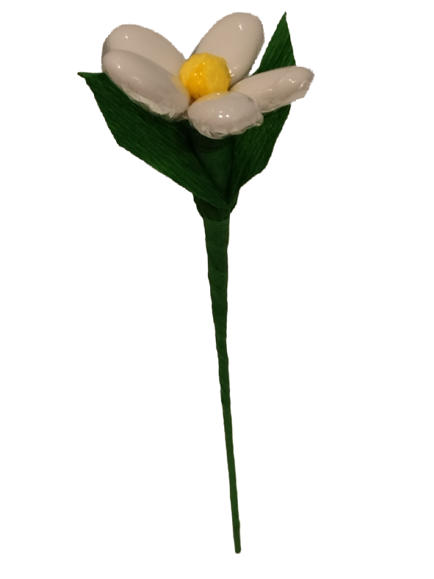 Marguerite dragées chocolat 2