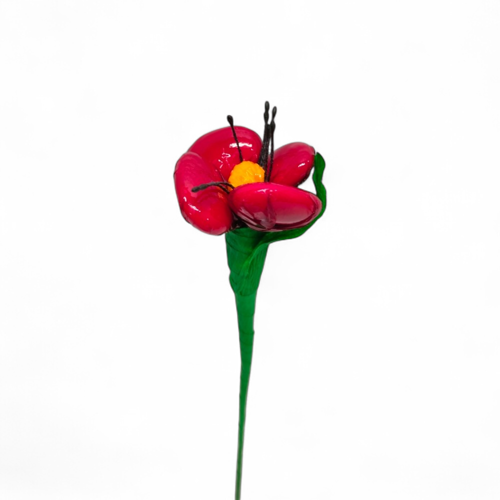 coquelicot-dragees-chocolat