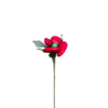 Coquelicot dragées chocolat
