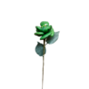 Eglantine dragées chocolat