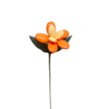 Jonquille dragées chocolat