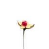 Marguerite cocci dragées chocolat