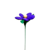 Marguerite dragées chocolat