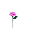 Rose dragées chocolat