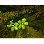IMG-20251216-WA0013