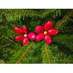 IMG-20251216-WA0009