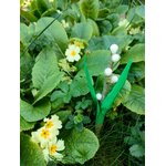 Muguet sucre primevères