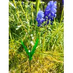 Muguet sucre muscaris