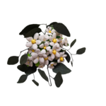 Bouquet Blanche 1