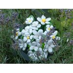 Bouquet Blanche 4