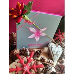 Ecrin chocolats et étoile de Noël fermé