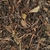 12 - Thé noir Darjeeling