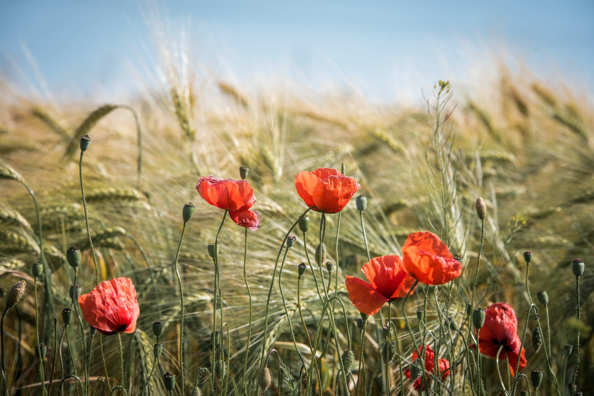 agriculture barley bloom blossom 461284