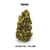 CBD-District_Fleurs CBD_Gelato_CBD