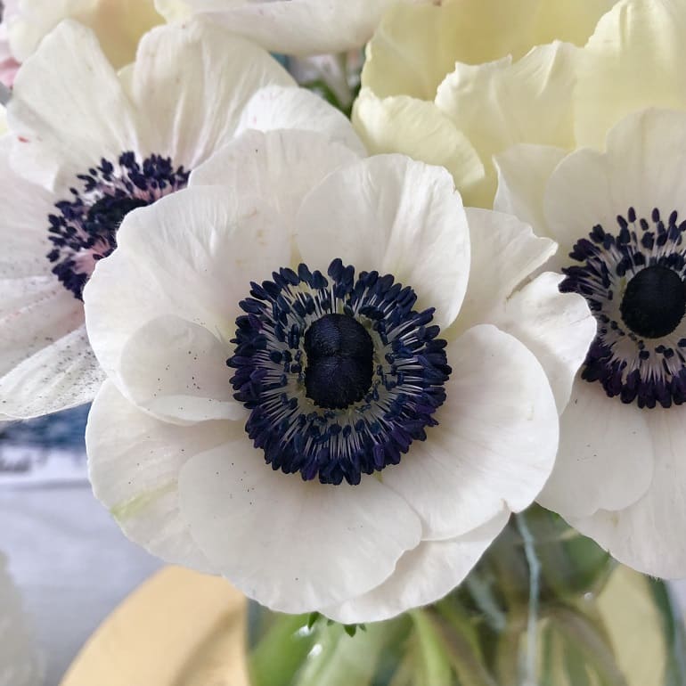 fleur d anemone decor
