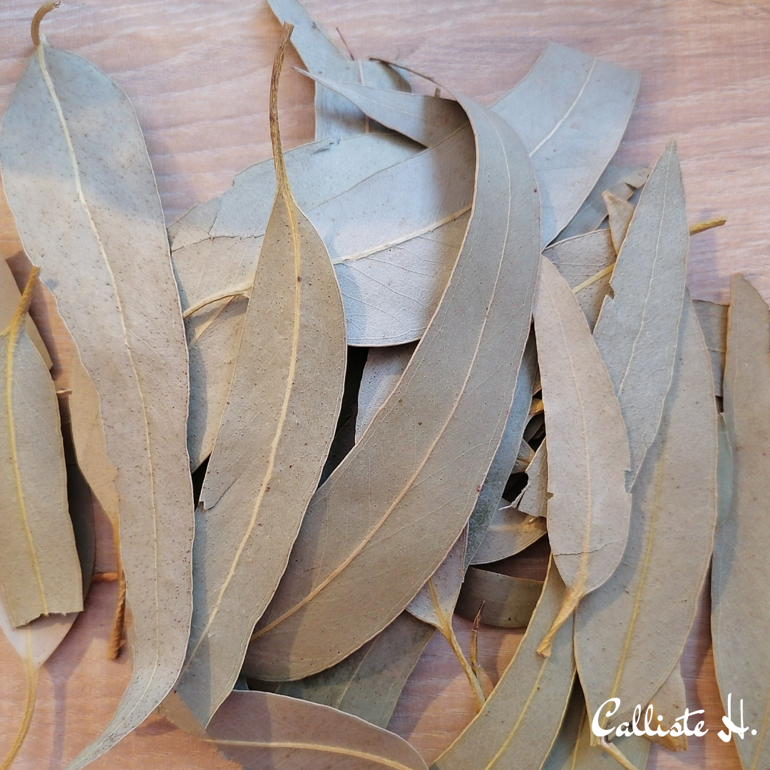 eucalyptus-feuilles-entieres-infusion-herboristerie