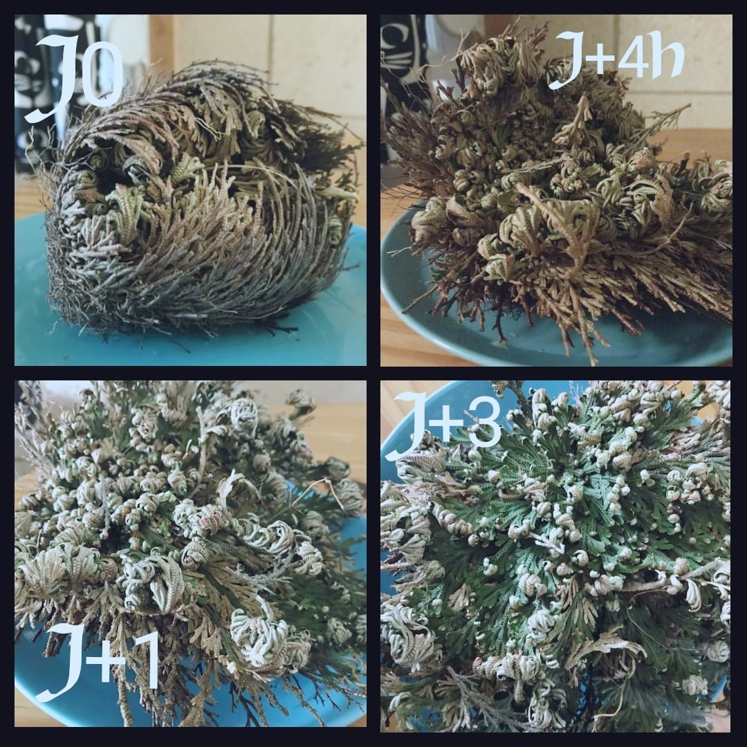 rose-de-jericho-eternelle-immortelle-spiritualite-plante-porte-bonheur-herboristerie