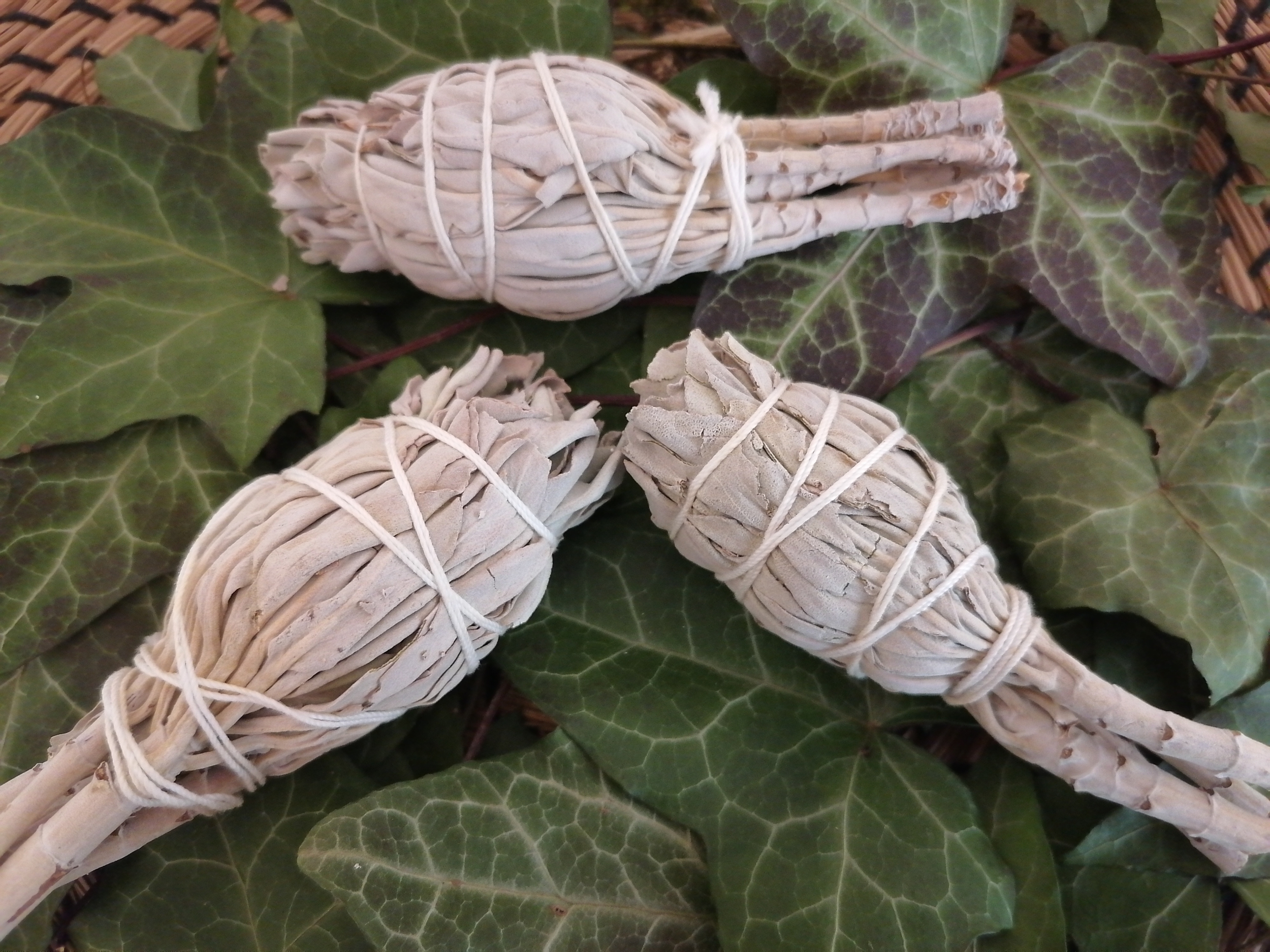 Sauge blanche avec fleurs violettes - Calliste Herboristerie