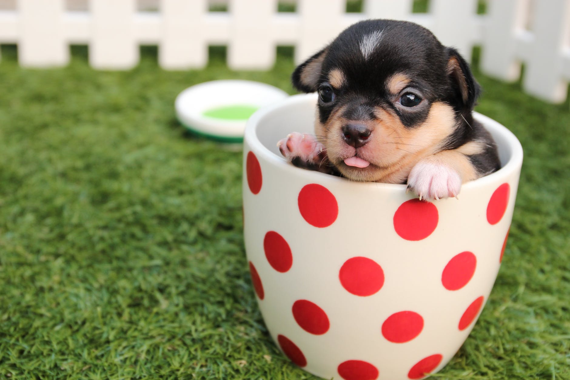 mug-tisaniere-calliste-herboristerie