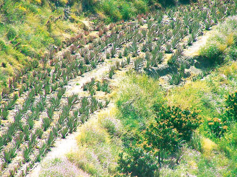 culture-aloe-vera