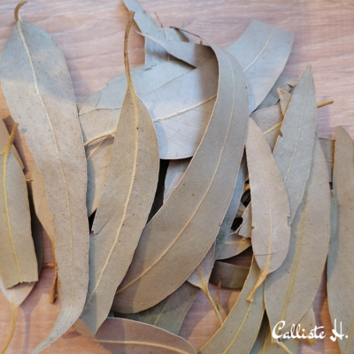 eucalyptus-feuilles-entieres-infusion-herboristerie