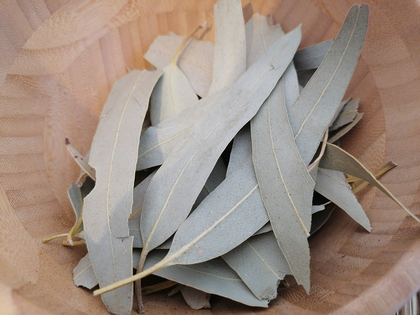 Eucalyptus Feuilles Plantes Unitaires Feuilles Calliste Herboristerie