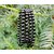 Bracele-tourmaline-mineraux-boutique-pierre-lithotherapie-bienfait-herboristerie
