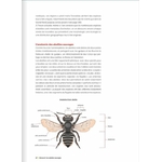 decouvrir-proteger-nos-abeilles-sauvages-page08