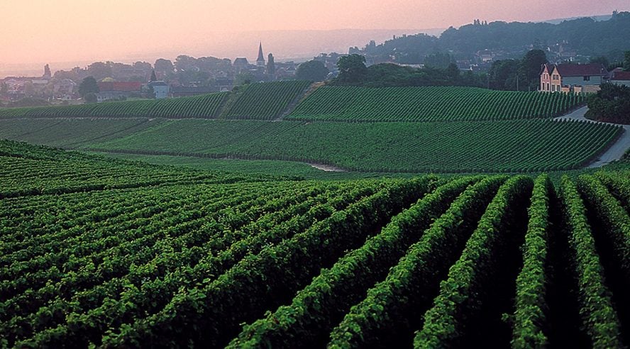 champs de vigne bourgagne