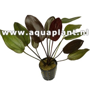 Echinodorus Aflame