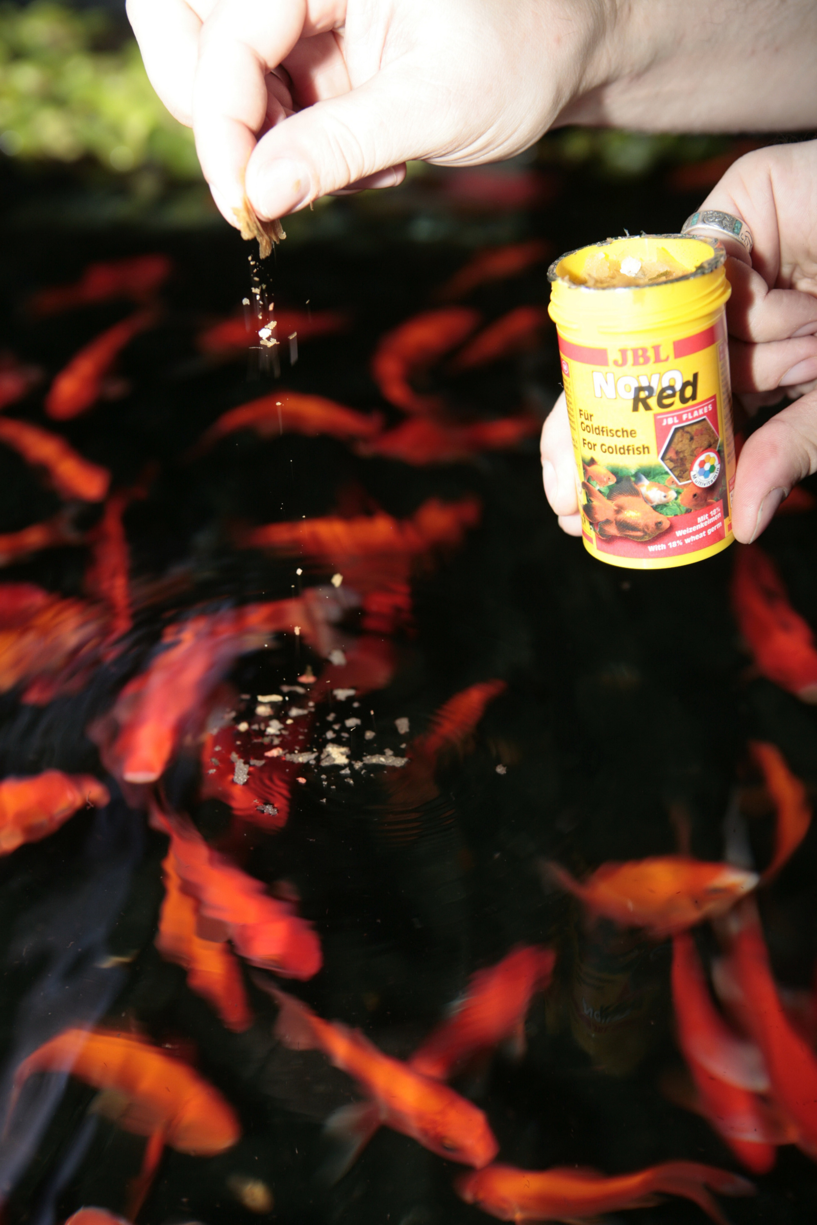 Recharge nourriture pour poisson rouge Novored - JBL - 160 gr JBL
