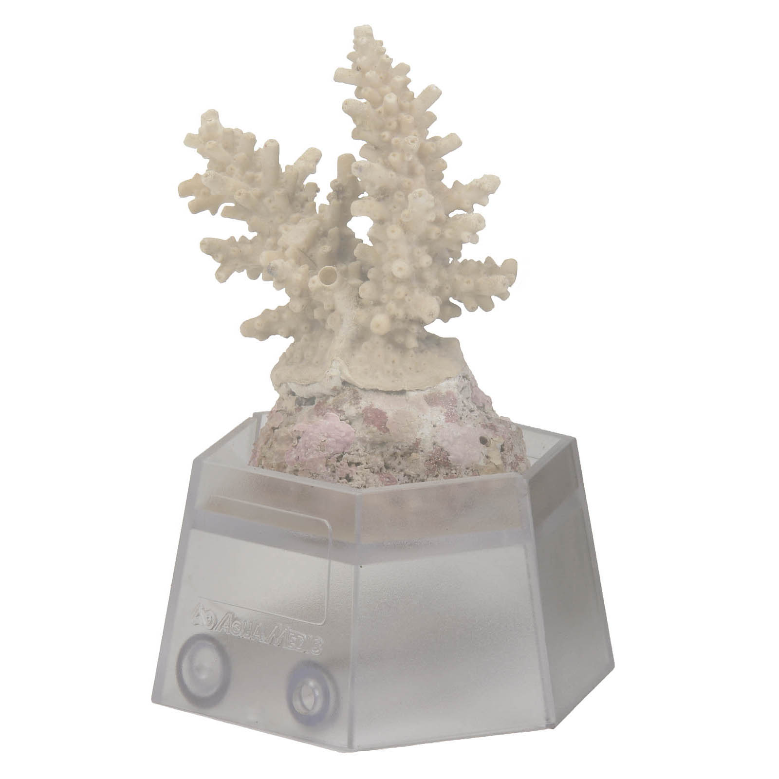 Coral%20holder_12747379920