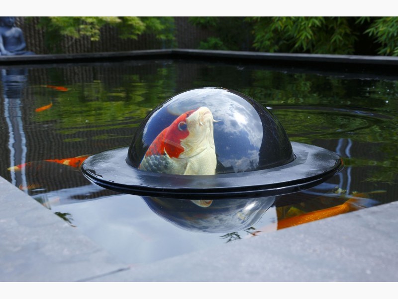 Floating-Fish-Sphere-1-lbox-800x600-F9F9F9