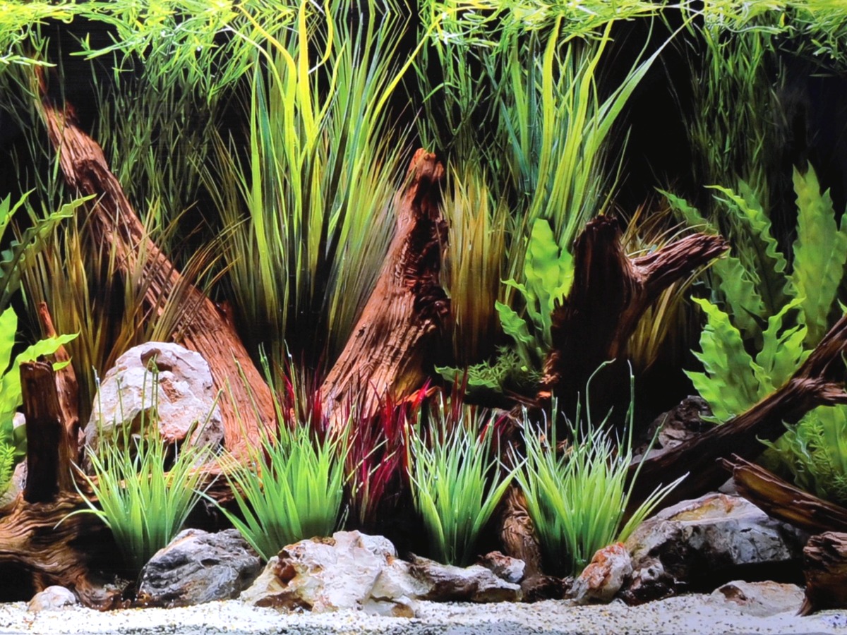 poster-de-fond-pour-aquarium-wonder-face-plantes-et-fond-noir-décoration