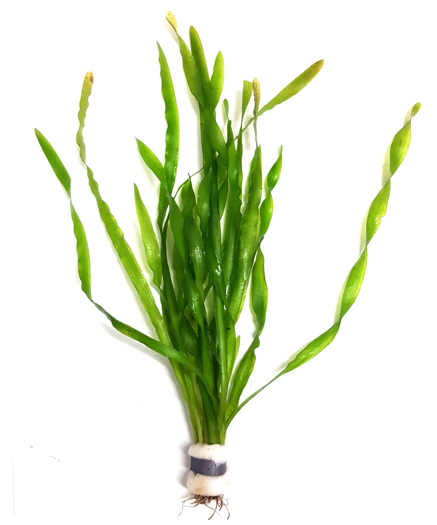 Vallisneria-asiatica-plante-d-aquarium-en-bouquet-akouashop