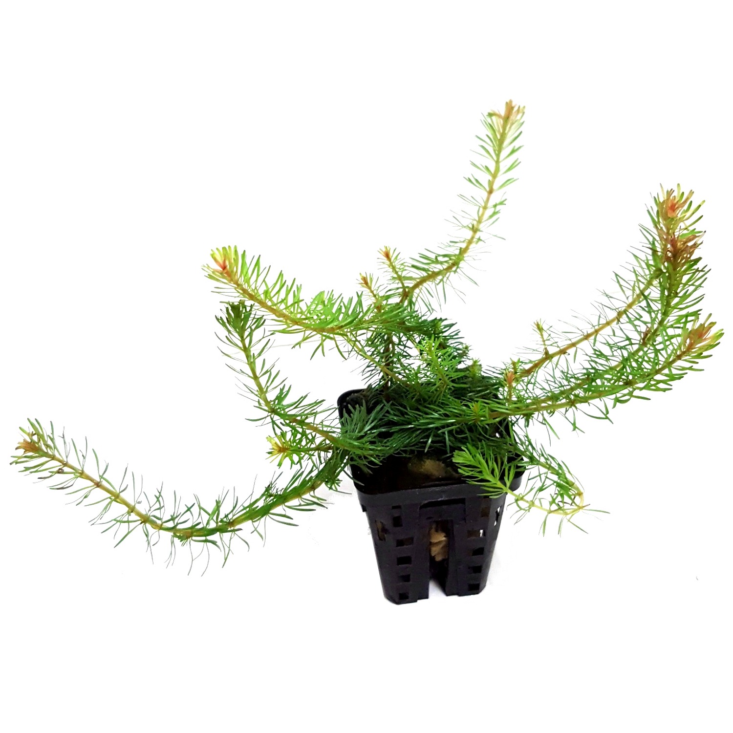rotala-wallichii-plante-d-aquarium-en-pot-de-diametre-5cm
