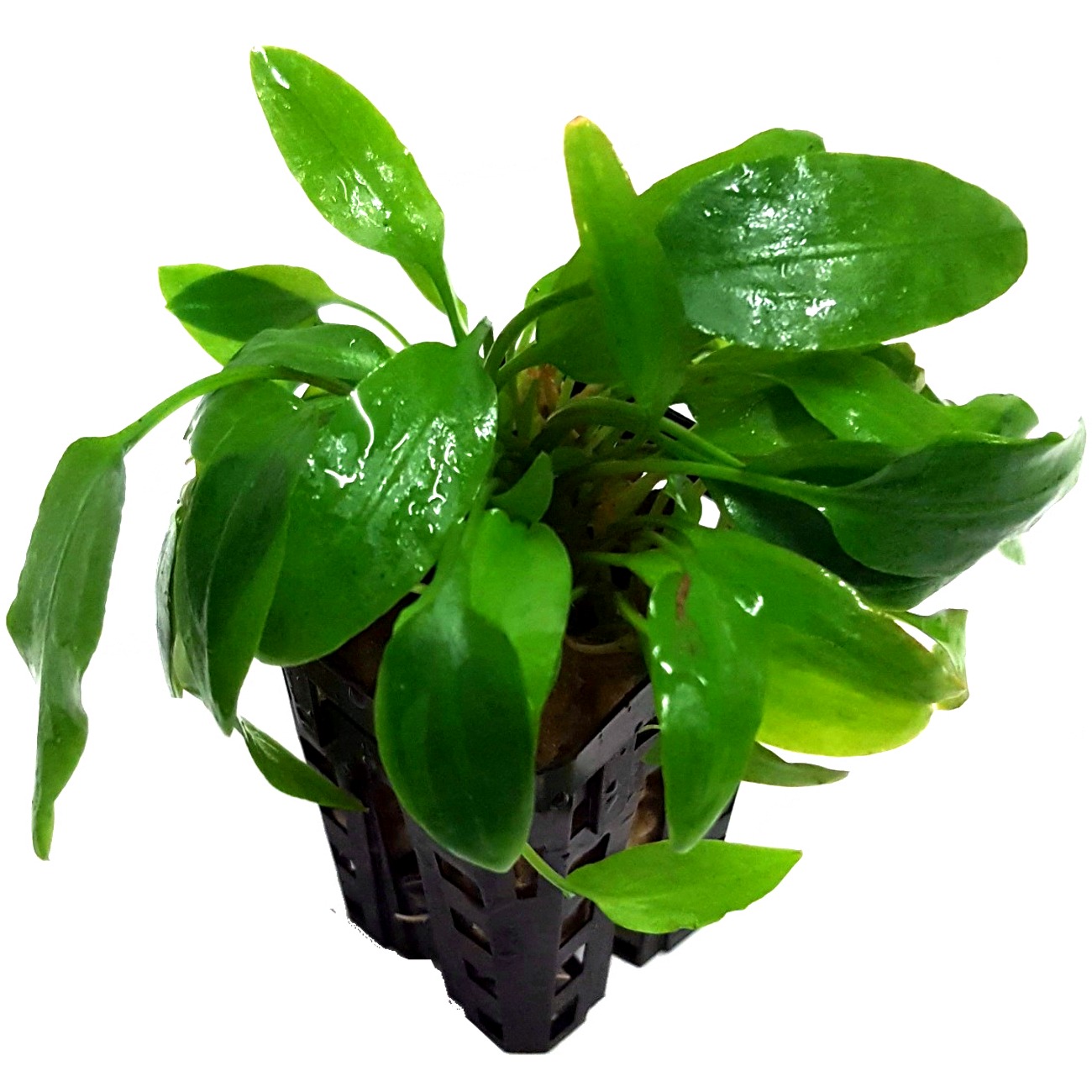 cryptocoryne-wendtii-green-plante-aquarium-akouashop