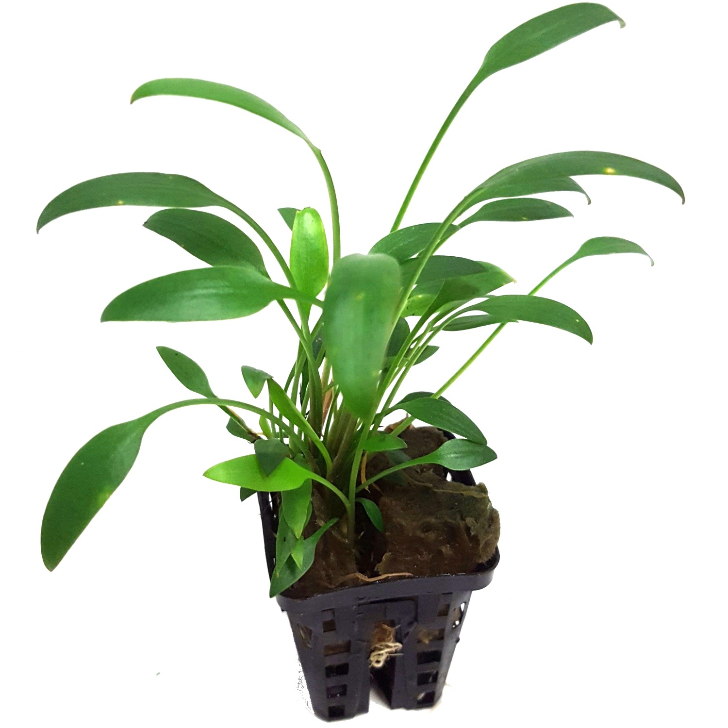 cryptocoryne-nevillii-plante-aquarium-akouashop