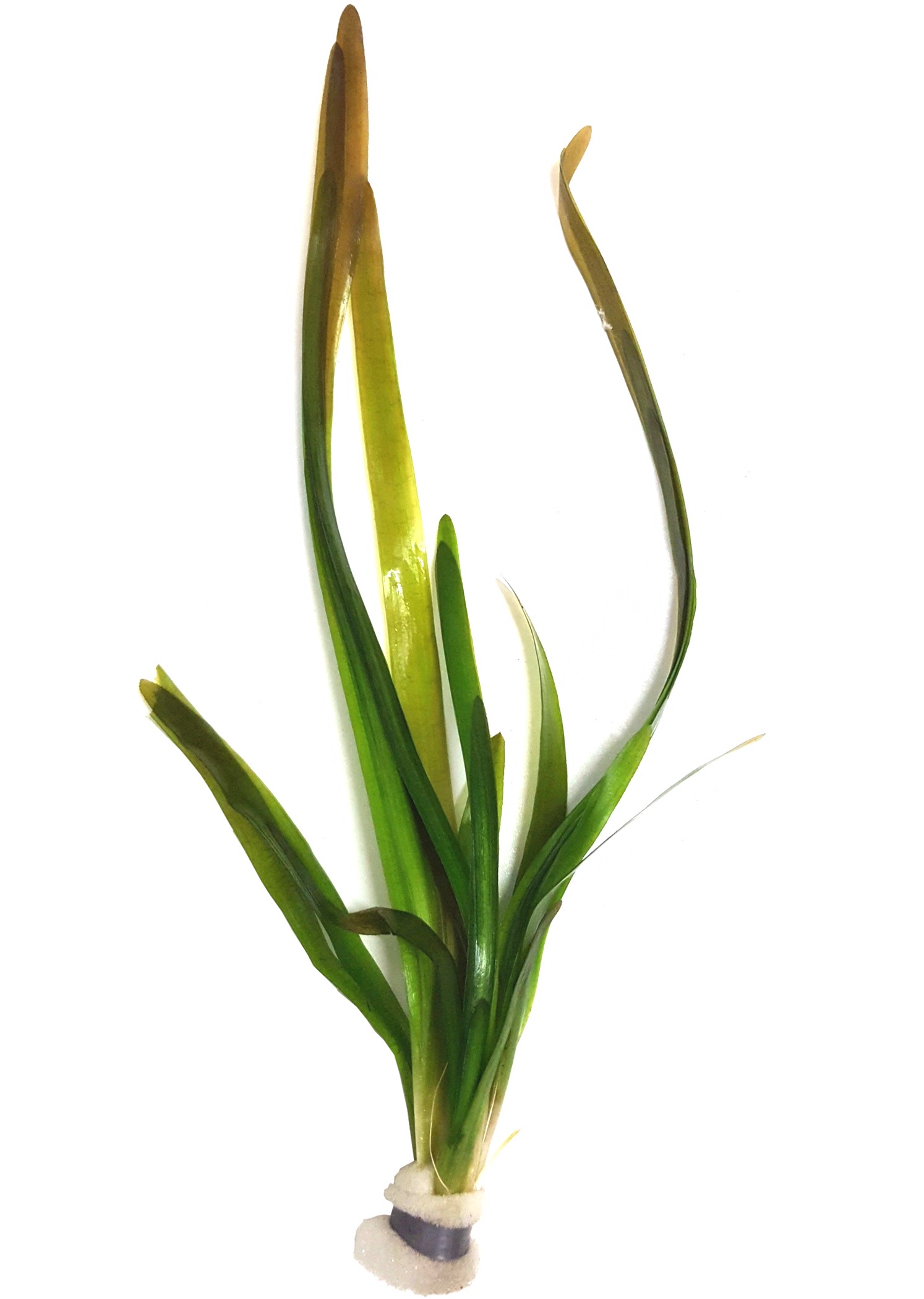 vallisneria-gigantea-plante-aquarium-akouashop