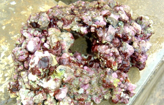 boite-25-kg-de-pierres-vivantes-de-culture-d-indonesie-roches-de-haute-qualite-non-soumises-a-cites-2