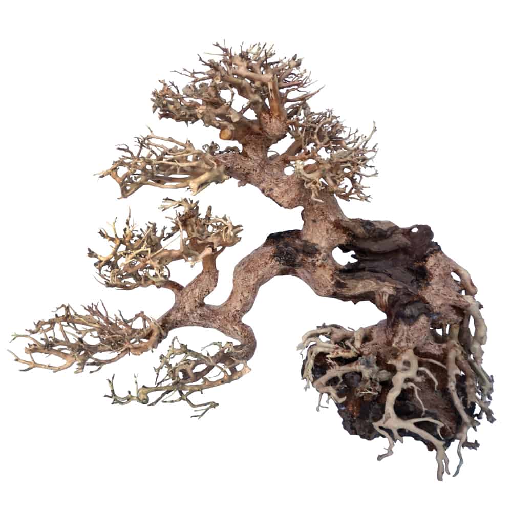 amtra-legno-oriental-wind-7-md-bonsai-15-x-15-x-20-cm-de-haut-pour-aquascaping