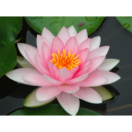 nenuphar-rose-pour-bassin