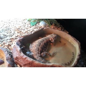 reptizoo-water-dishies-s-abreuvoir-pour-reptile