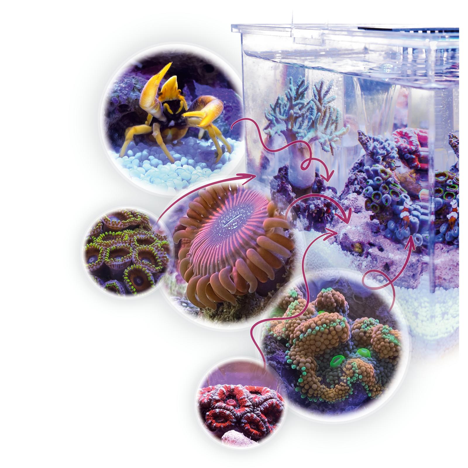 aqua-medic-armatus-xs-micro-aquarium-de-4l-tout-en-un-avec-filtration-integre-dans-le-meuble-10