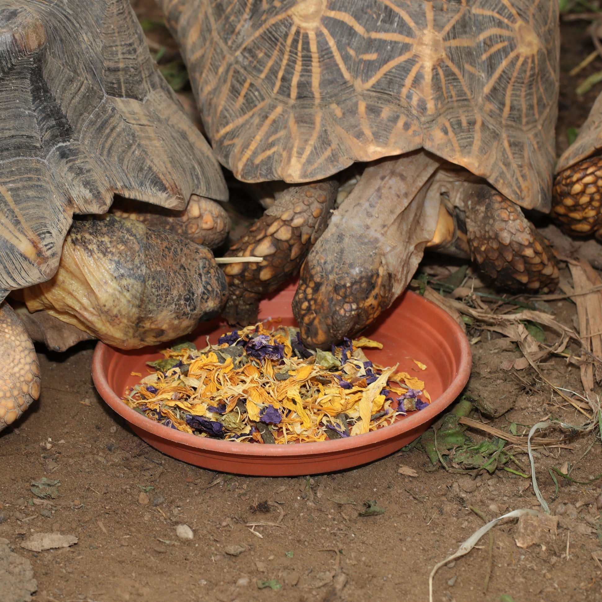 jbl-proterra-florsil-nourriture-de-base-aux-fleurs-pour-tortues-terrestres-5-min