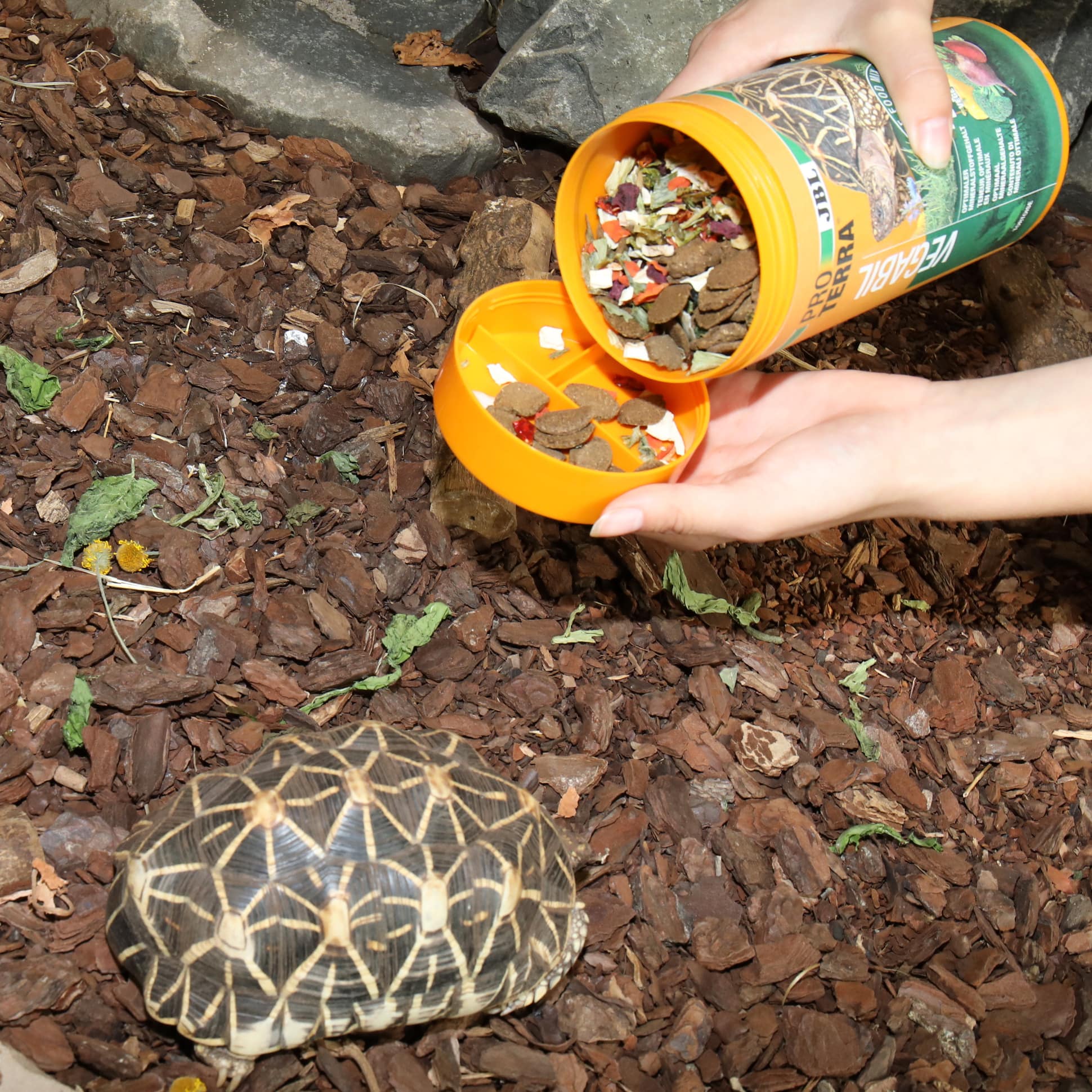jbl-proterra-vegabil-nourriture-de-base-sous-forme-de-chips-au-legumes-pour-tortues-terrestres-1-3-min