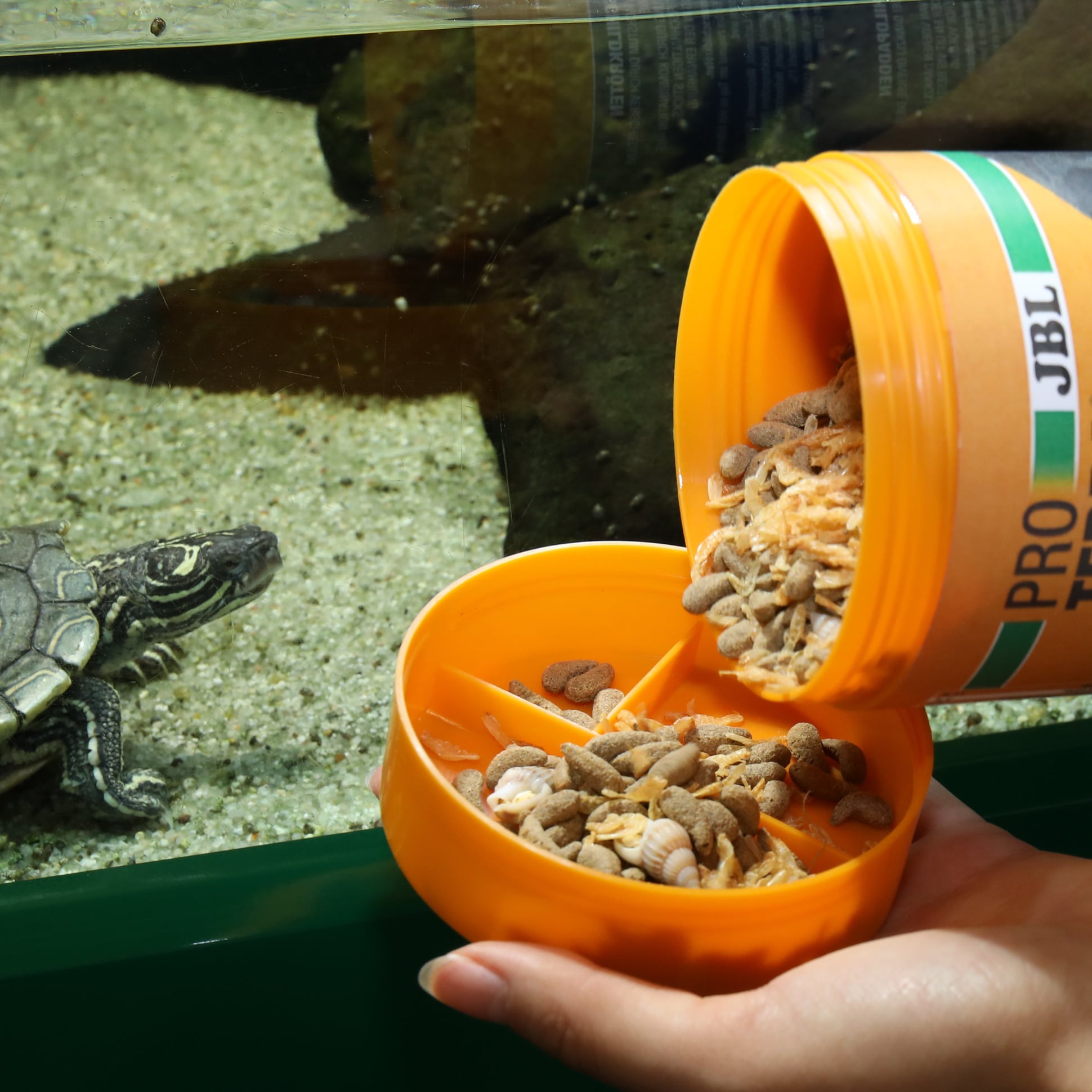 jbl-proterra-molluscus-escargots-gammares-et-batonnets-au-poisson-pour-tortues-d-eau-et-cistudes-1-min