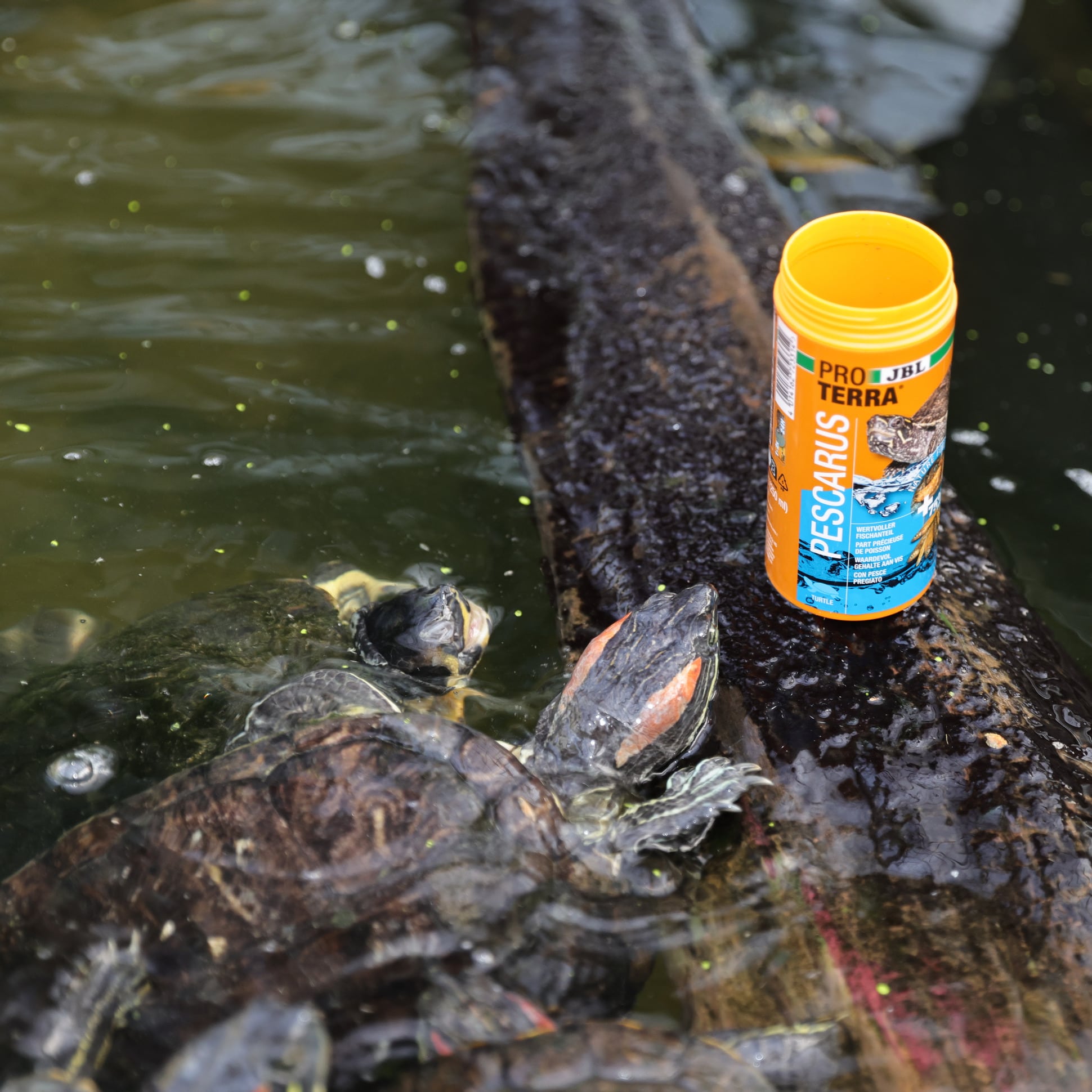 jbl-proterra-pescarus-friandises-a-base-de-poissons-entiers-et-de-crevettes-pour-tortues-d-eau-et-cistudes-1-min