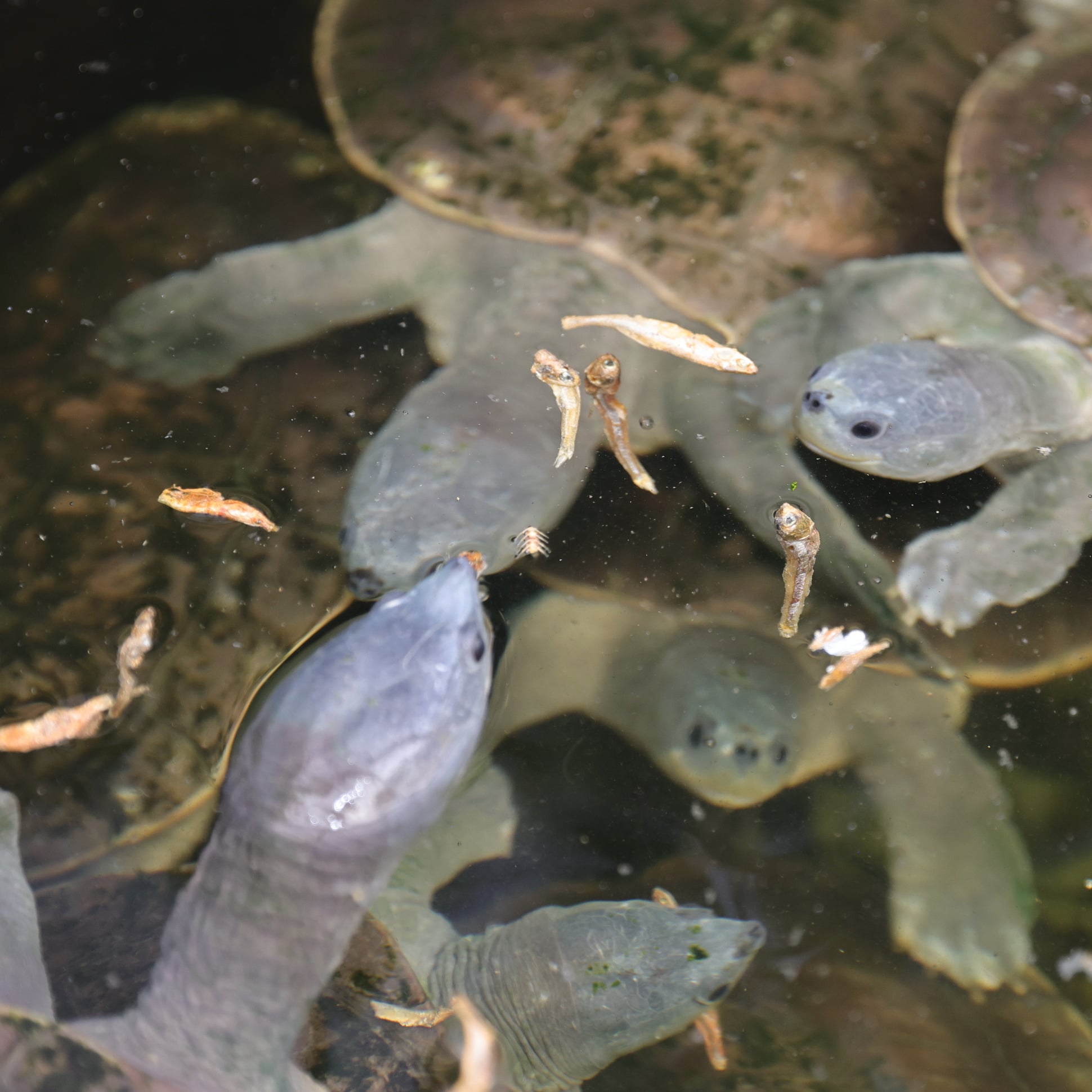 jbl-proterra-pescarus-friandises-a-base-de-poissons-entiers-et-de-crevettes-pour-tortues-d-eau-et-cistudes-6-min