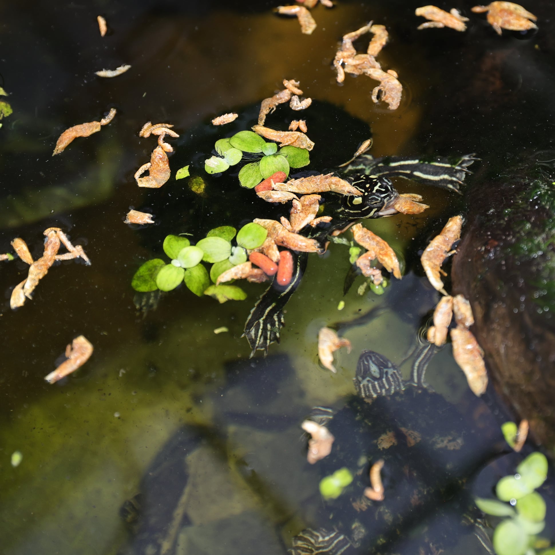 jbl-proterra-crustarus-nourriture-complete-pour-tortues-d-eau-avec-ecrevisses-poissons-crevettes-3-min